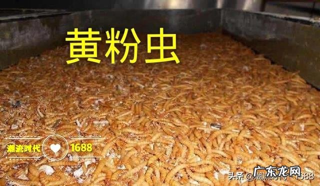 如何养殖才能让土鸡长的更好