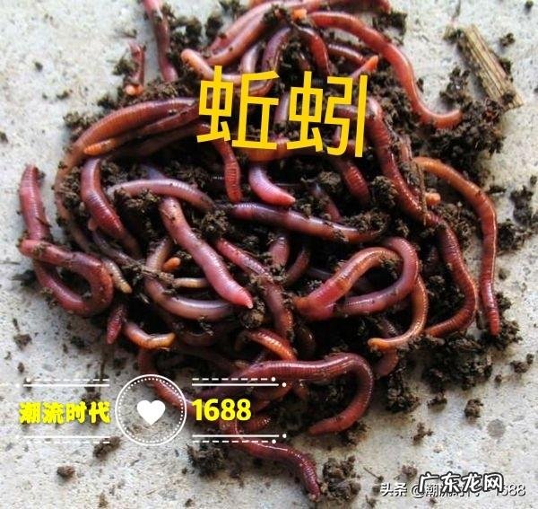 如何养殖才能让土鸡长的更好