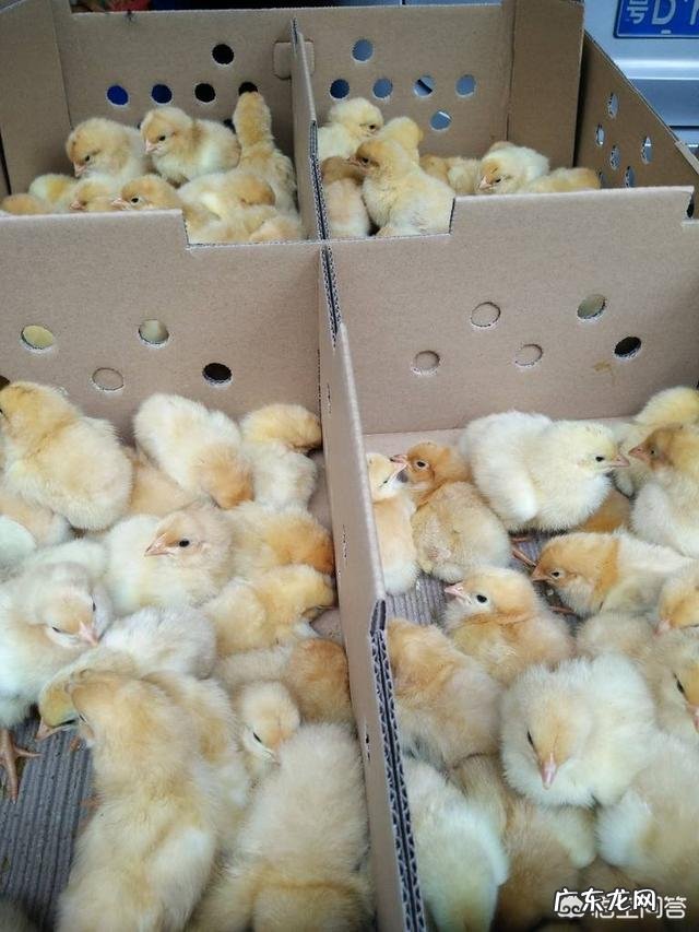 如何养殖才能让土鸡长的更好