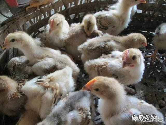 如何养殖才能让土鸡长的更好