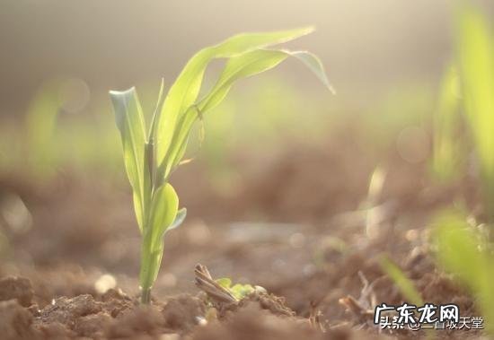 为什么适宜的温度对生命的生存生长至关重要？