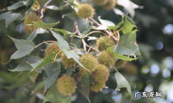 中药路路通有什么zhi疗作用?