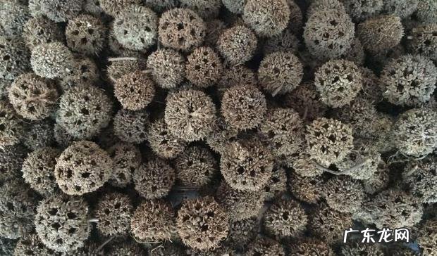 中药路路通有什么zhi疗作用?