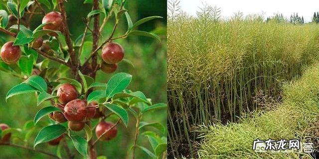 生活中花生油、芝麻油、橄榄油、玉米油、调和油、茶籽油哪种好?