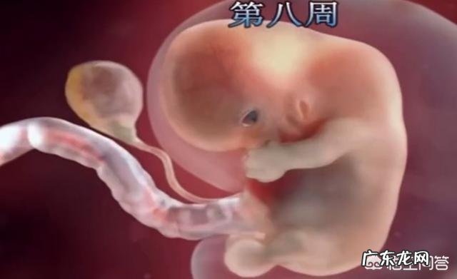 怀孕12周做b超为什么胎儿不动呢