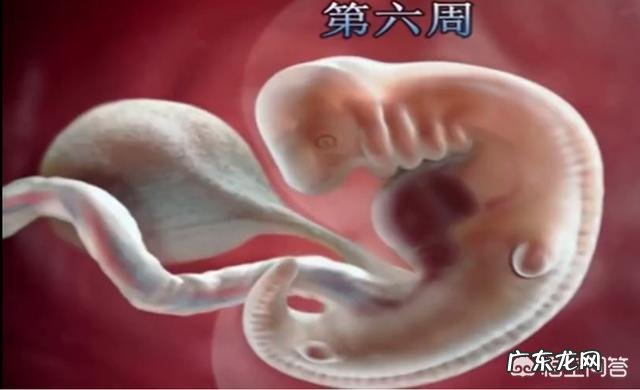 怀孕12周做b超为什么胎儿不动呢