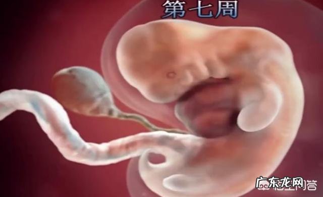 怀孕12周做b超为什么胎儿不动呢