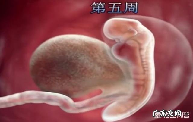 怀孕12周做b超为什么胎儿不动呢