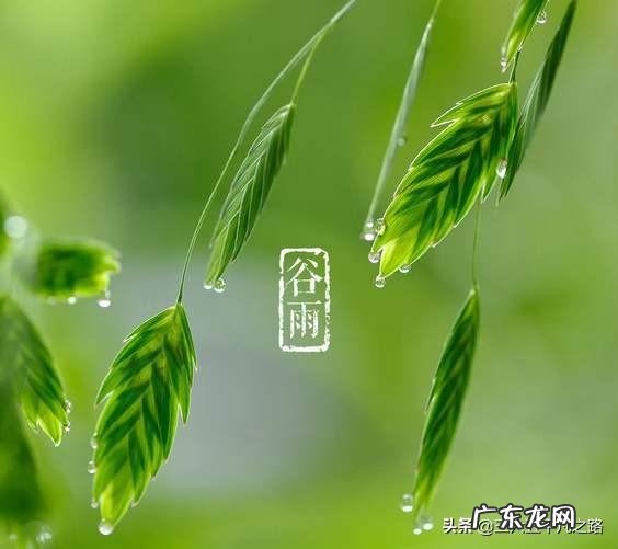 谷雨节气将至，农村的老人在生活上要注意些什么？