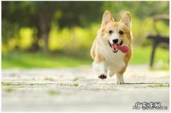 柯基可长多大多重？怎么养？