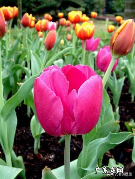 抗病毒口服液明明写着孕妇禁用,为什么有些医生还开?