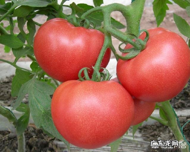 番茄炒蛋怎么做蛋不会碎又可口?