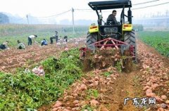 现在红薯价格那么高，为什么农民不多种红薯呢？