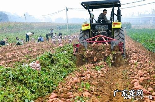 现在红薯价格那么高,为什么农民不多种红薯呢?