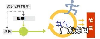 腹式呼吸和肺式呼吸哪个好,好在哪