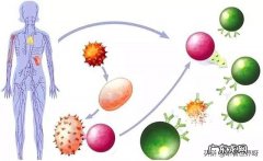 人的大脑可以沟通身体吗比起指挥基因，或者指挥免疫系统