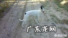 五六个月格力犬胆小怎么办