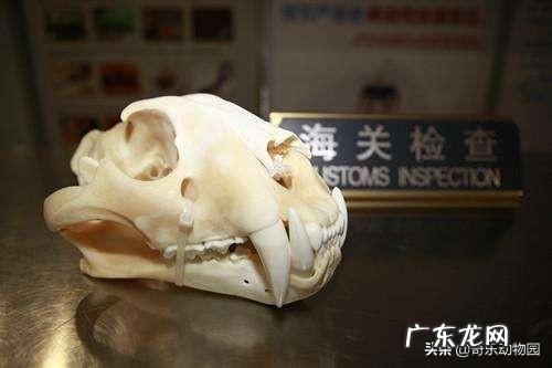 如果一个人在野外碰见一只大老虎,怎么办