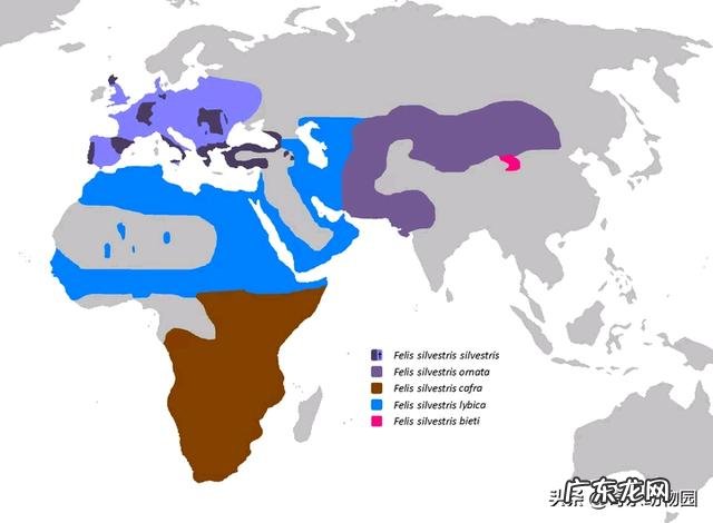 如果一个人在野外碰见一只大老虎,怎么办