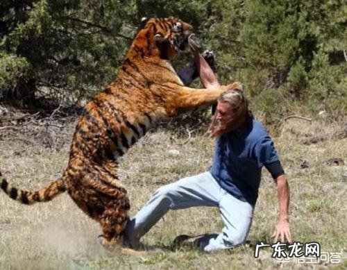 如果一个人在野外碰见一只大老虎，怎么办