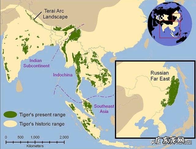 如果一个人在野外碰见一只大老虎,怎么办