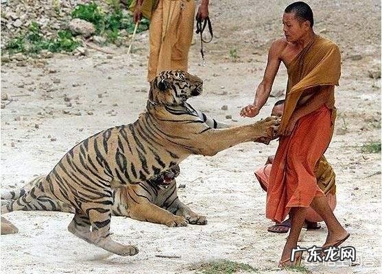 如果一个人在野外碰见一只大老虎，怎么办