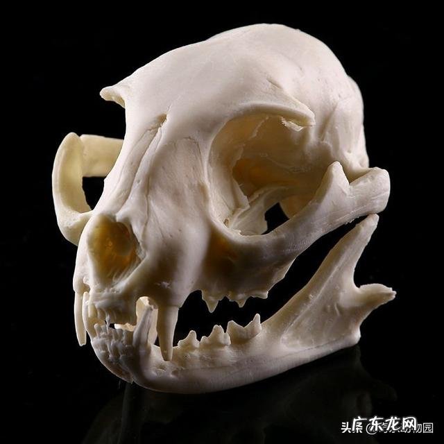 如果一个人在野外碰见一只大老虎,怎么办