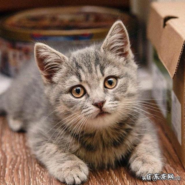 如果一个人在野外碰见一只大老虎,怎么办