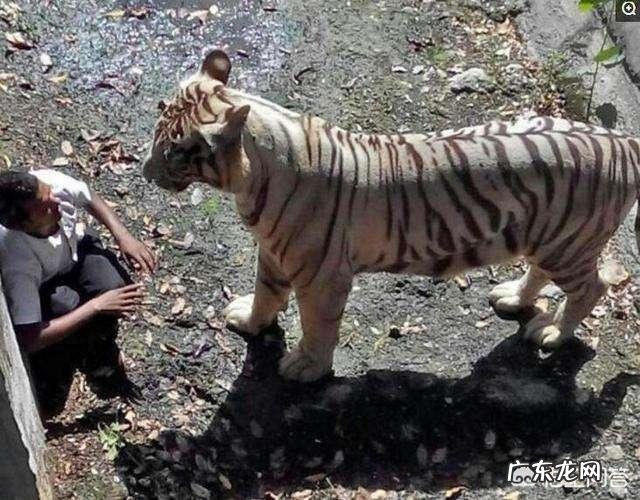 如果一个人在野外碰见一只大老虎，怎么办