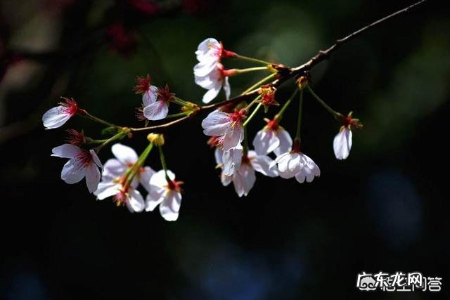 古诗中有关梅花、桃花、杏花、樱花的诗句分别有什么?