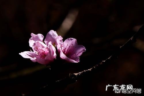 古诗中有关梅花、桃花、杏花、樱花的诗句分别有什么?