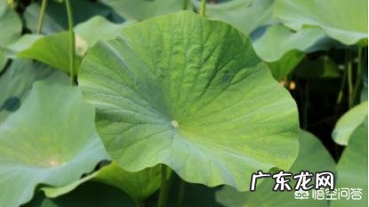 从科学的角度来看,荷叶真的能减肥吗?