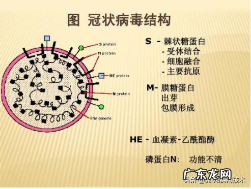 中古新冠病毒强效药取得了进展现在进展到那一步了？