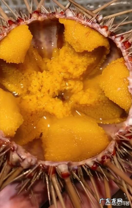 海胆蒸蛋事件当事人被商家起诉,这事你怎么看