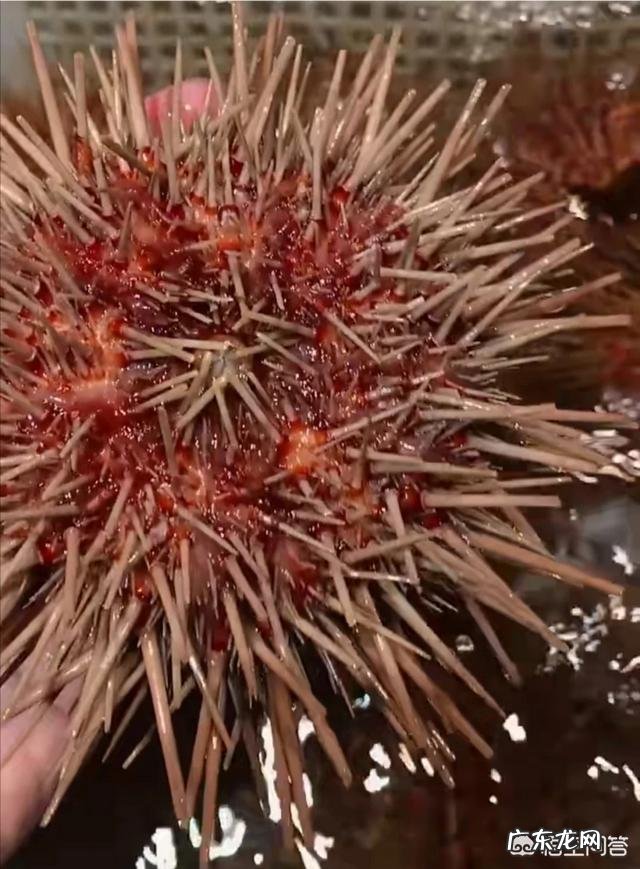 海胆蒸蛋事件当事人被商家起诉,这事你怎么看