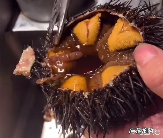 海胆蒸蛋事件当事人被商家起诉,这事你怎么看