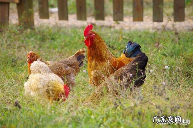 鸡的种类繁多，三黄鸡该如何进行养殖呢