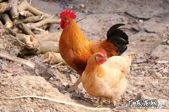 鸡的种类繁多，三黄鸡该如何进行养殖呢