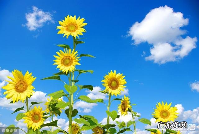 哪种食用油对人体健康最好?