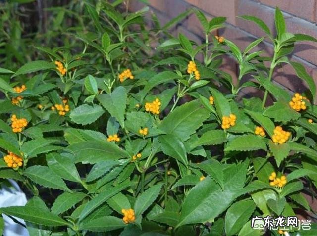 草珊瑚盆栽养殖方法 盆栽的草珊瑚应该怎么养护？