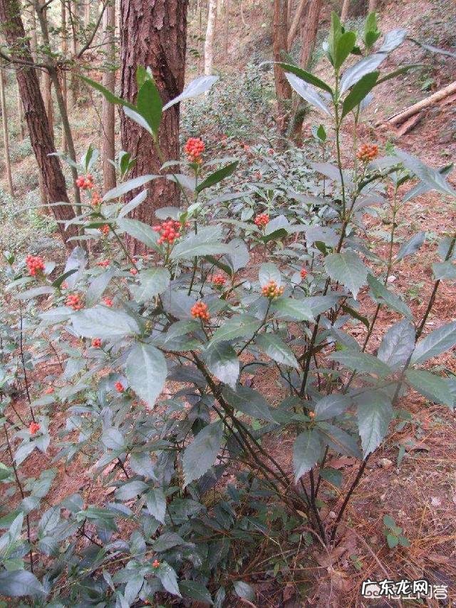 草珊瑚盆栽养殖方法 盆栽的草珊瑚应该怎么养护？