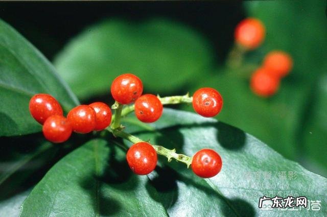 草珊瑚盆栽养殖方法 盆栽的草珊瑚应该怎么养护？