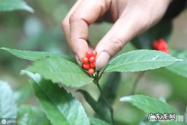 草珊瑚盆栽养殖方法 盆栽的草珊瑚应该怎么养护？