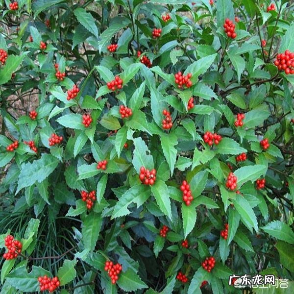 草珊瑚盆栽养殖方法 盆栽的草珊瑚应该怎么养护？