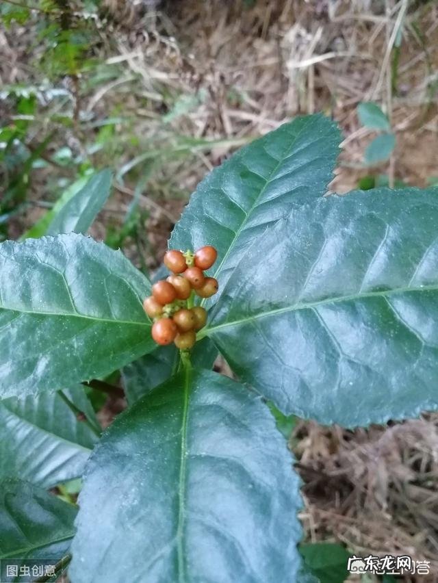 草珊瑚盆栽养殖方法 盆栽的草珊瑚应该怎么养护？