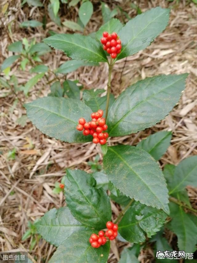 草珊瑚盆栽养殖方法 盆栽的草珊瑚应该怎么养护？