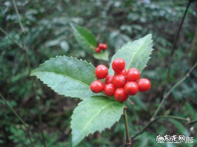 草珊瑚盆栽养殖方法 盆栽的草珊瑚应该怎么养护？