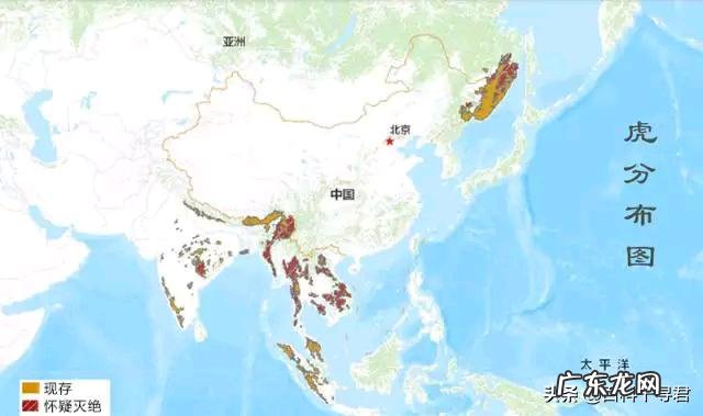 为什么说棕熊任何猫科都打不过它