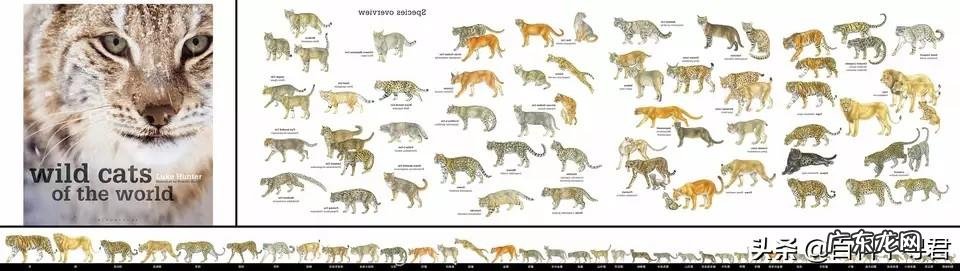 为什么说棕熊任何猫科都打不过它