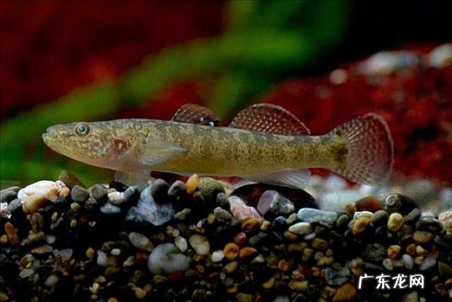 中华刺鳅和虾虎鱼哪个好养? 中华刺鳅饵料